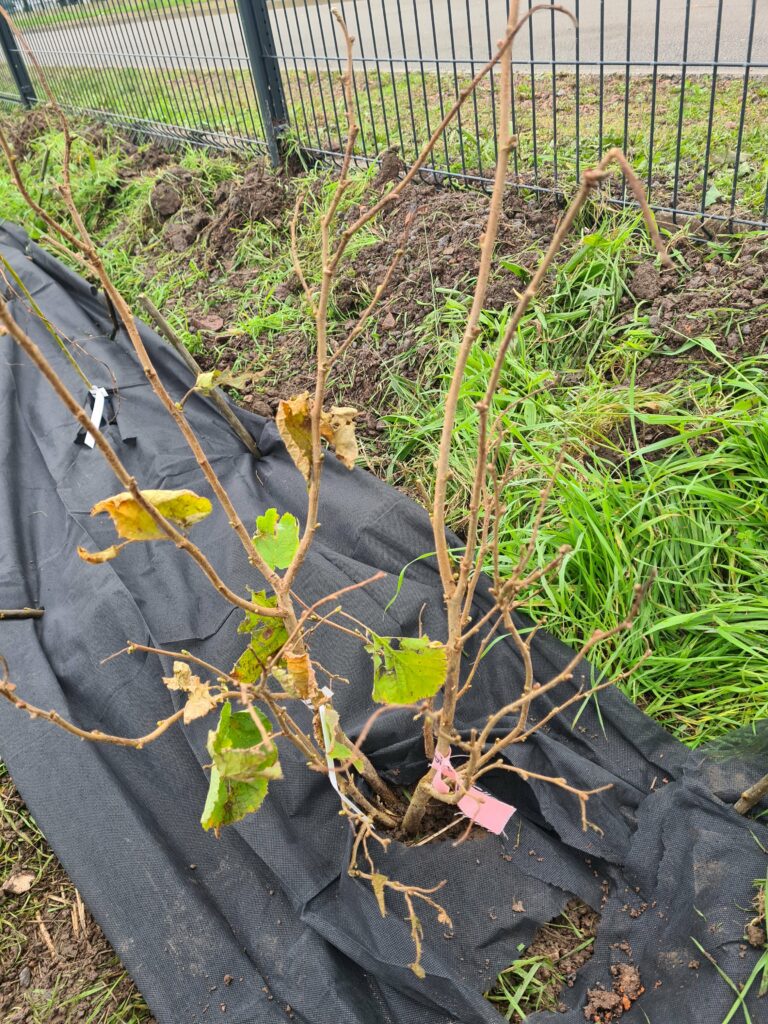 Plantation arbustes