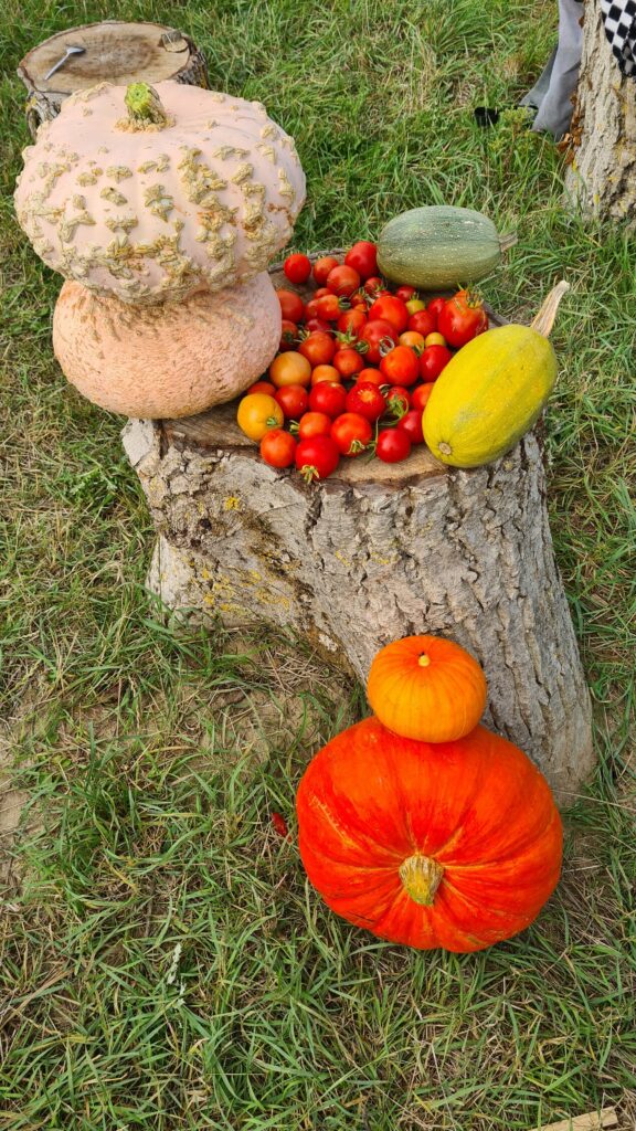 Récolte des légumes